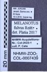 Etiketten zu Melanotus fulvus (NHMW-ZOO-COL-0007439)